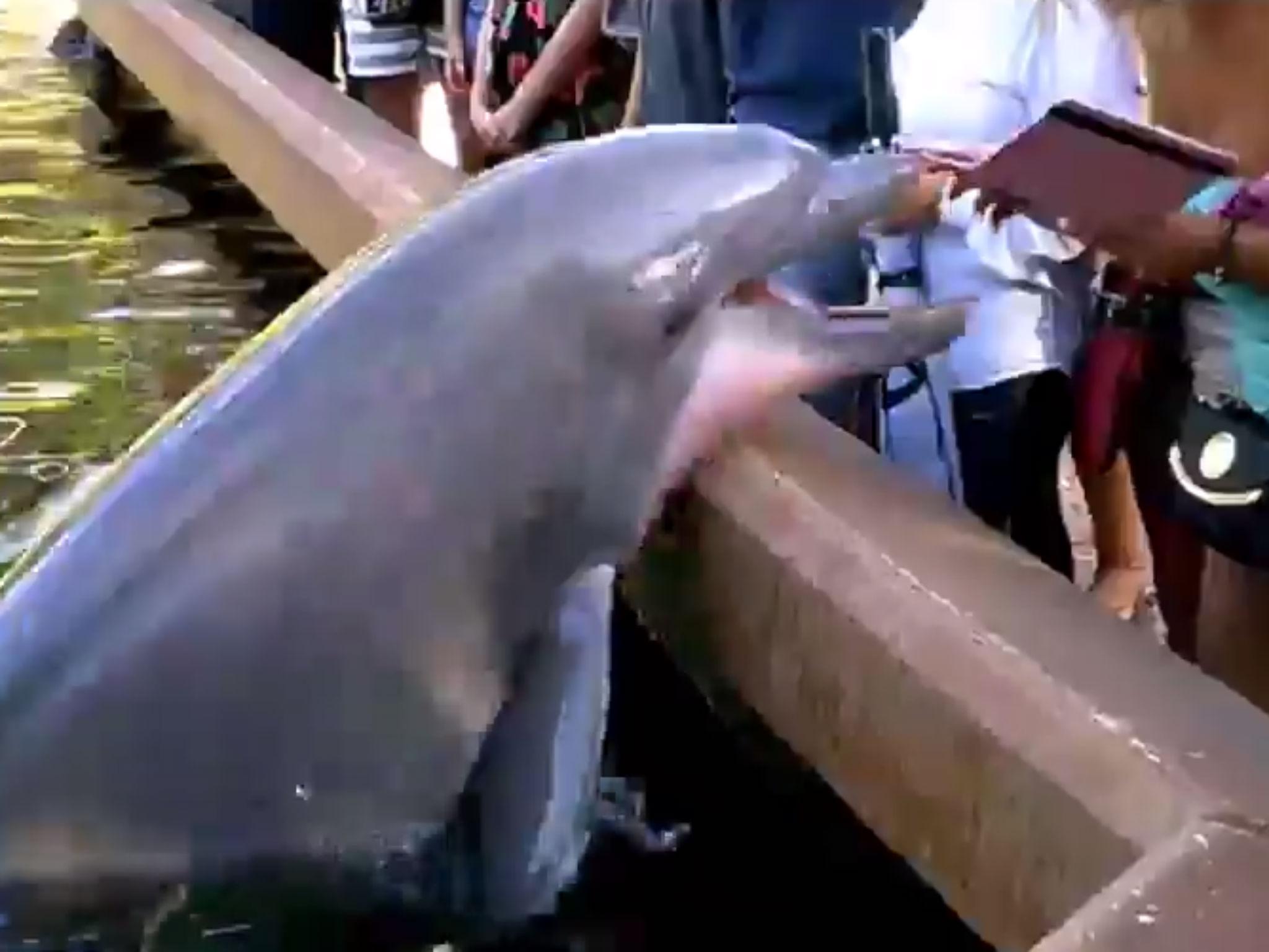 The dolphin is 'risking hurting or scratching its skin' by leaping out of the water