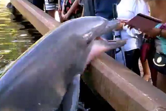 The dolphin is 'risking hurting or scratching its skin' by leaping out of the water