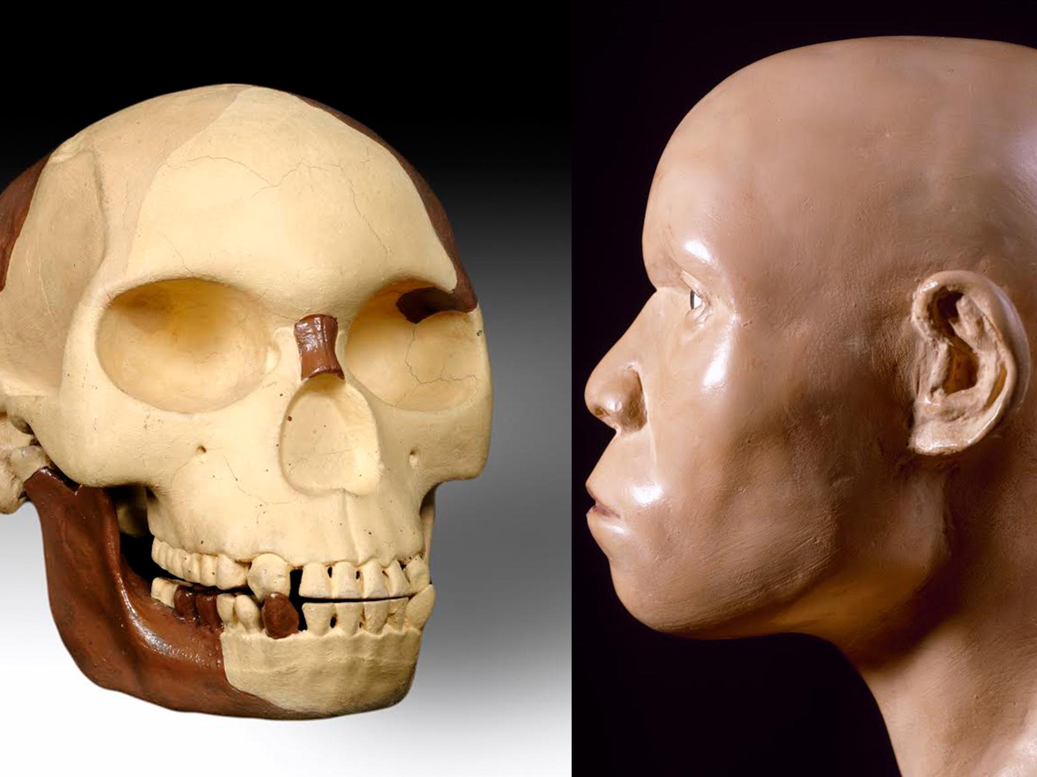 A reconstruction of the remains of the so-called Piltdown Man