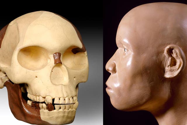 A reconstruction of the remains of the so-called Piltdown Man