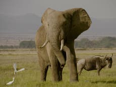Poll finds 85% of British public supports ban on ivory sales