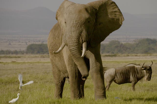 Twenty-thousand elephants a year are killed by poachers for their tusks