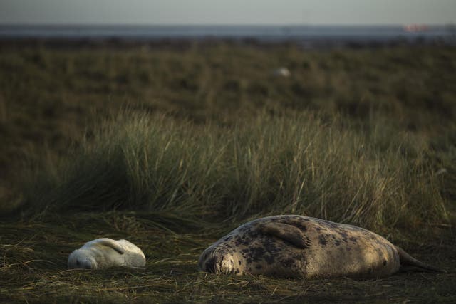 A Grey Seal pup and it's mothere lay in the grass at the Lincolnshire Wildlife Trust's Donna Nook nature reserve on November 24, 2014 in Grimsby, England