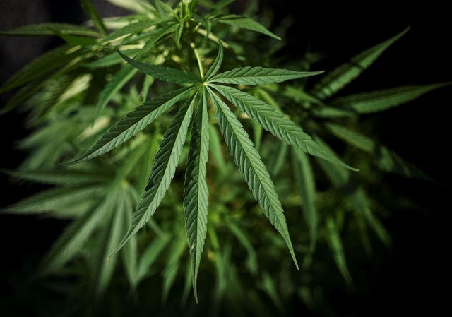 <p>Previous studies have provided enough evidence to allow solid conclusions to be drawn about the use of cannabis during pregnancy</p>