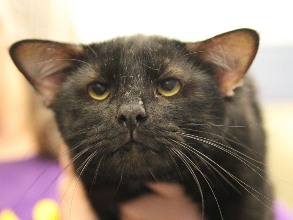 Four-eared cat called Batman adopted from a Pittsburgh shelter | The  Independent | The Independent