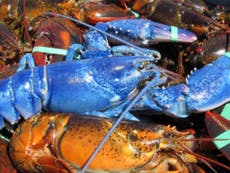 Fisherman catches one-in-two-million bright 'blue lobster’