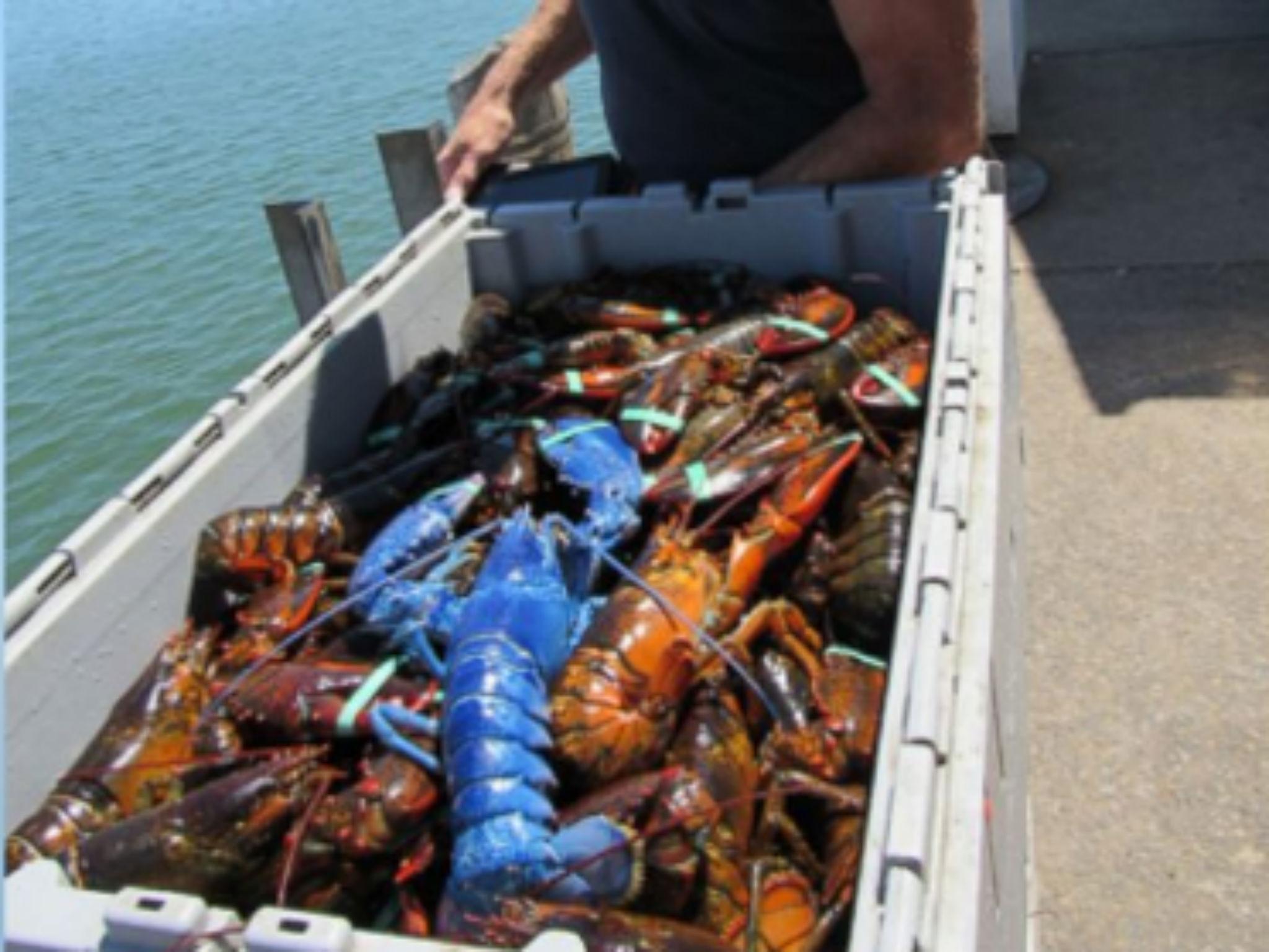 Fisherman Catches One In Two Million Bright Blue Lobster - 