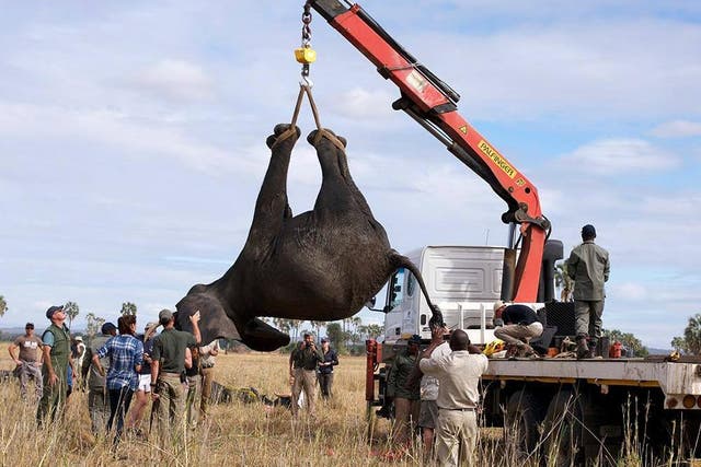 A groundbreaking project to rehome 500 elephants meant tranquilising and transporting the animals on huge trucks. While it might look jolting, our writer found this to be an incredibly considerate conservation project