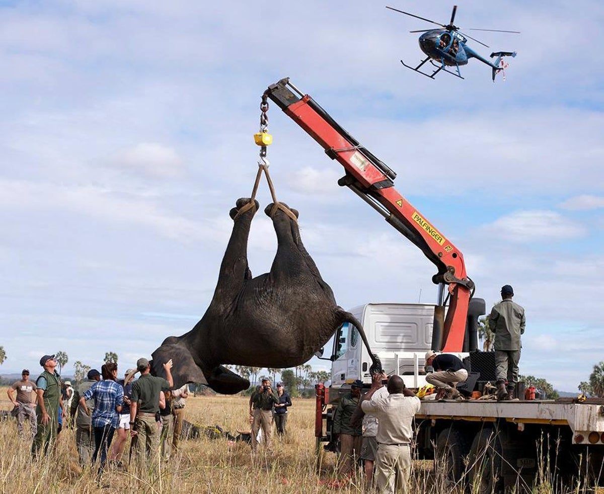 Safari in Malawi: watching 500 endangered elephants rehomed | The Independent | The Independent