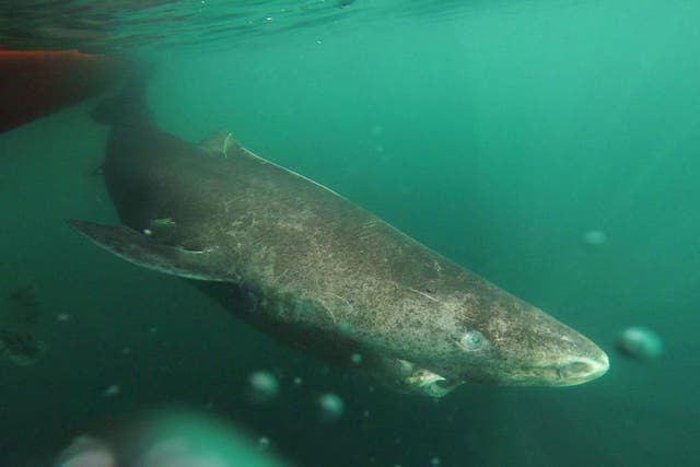 A Greenland shark slowly swims away from a zodiac in Uummannaq Fjord, northwestern Greenland