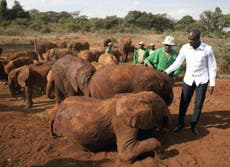 Yaya Toure: we must do more to end wildlife crime 