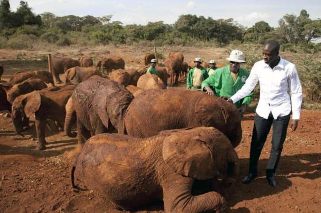 Yaya Toure meeting baby elephants in Kenya