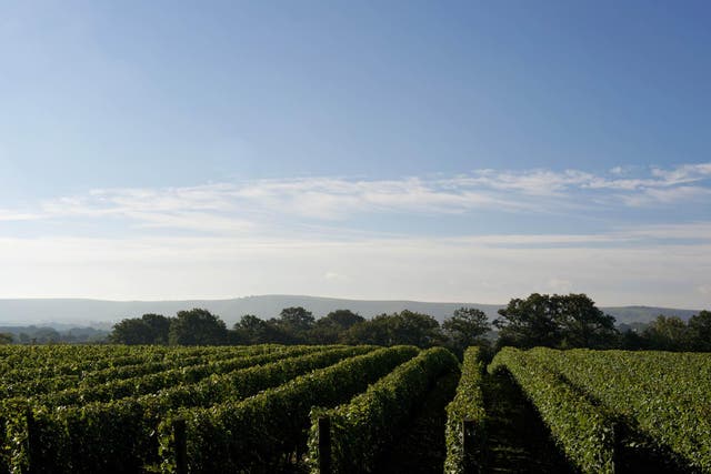 The chardonnay vineyard at Ridgeview