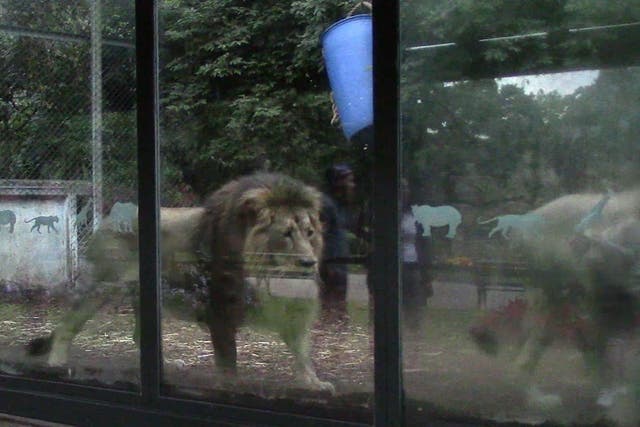 The campaigner who secretly filmed the animals claimed the lions appeared stressed
