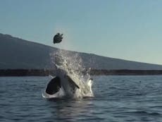 Killer whale throws turtle into air before eating it