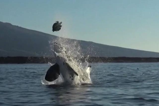 Orca populations around Europe remain under threat 