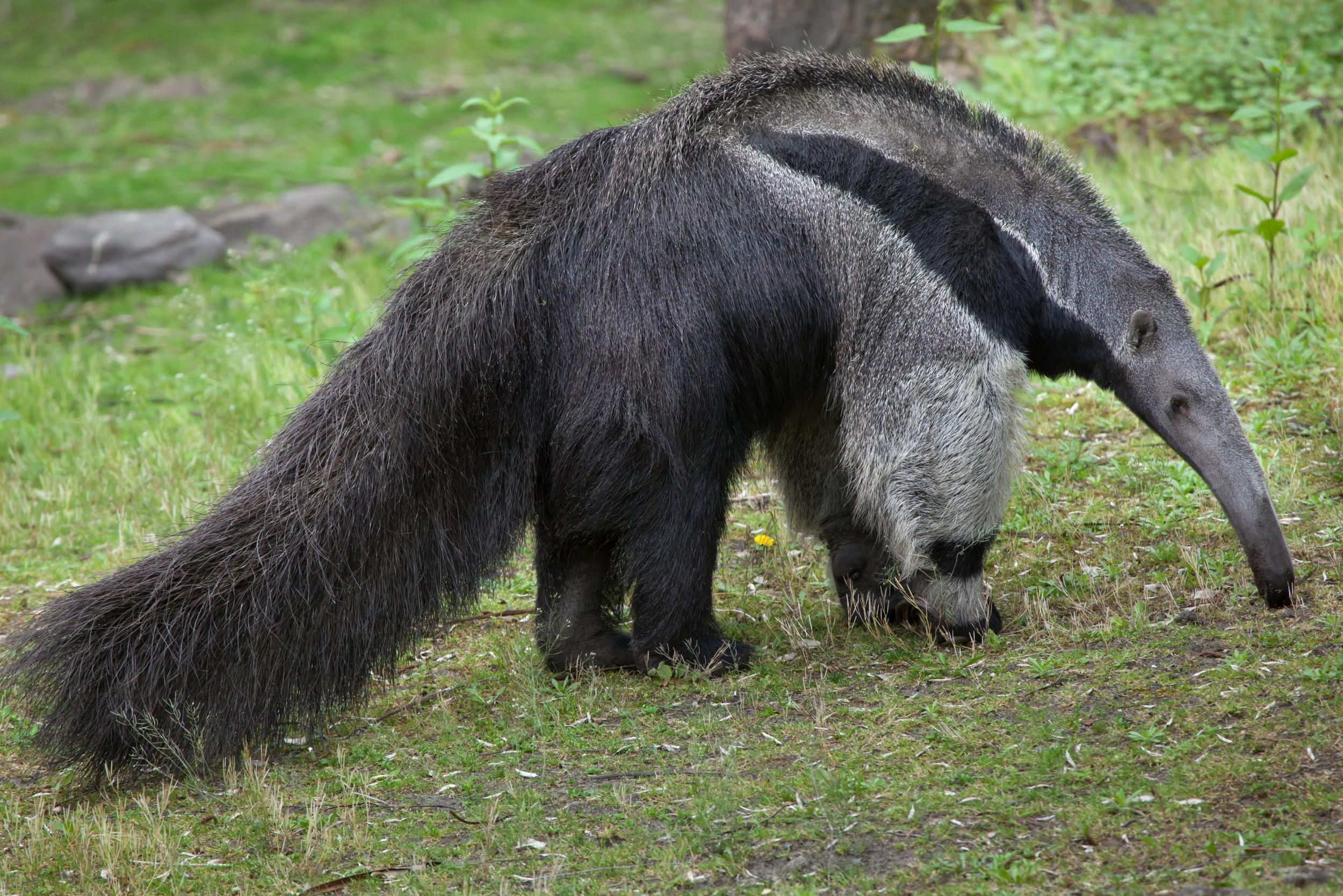 The giant anteater in Brazil is one of many species under threat due to human activity