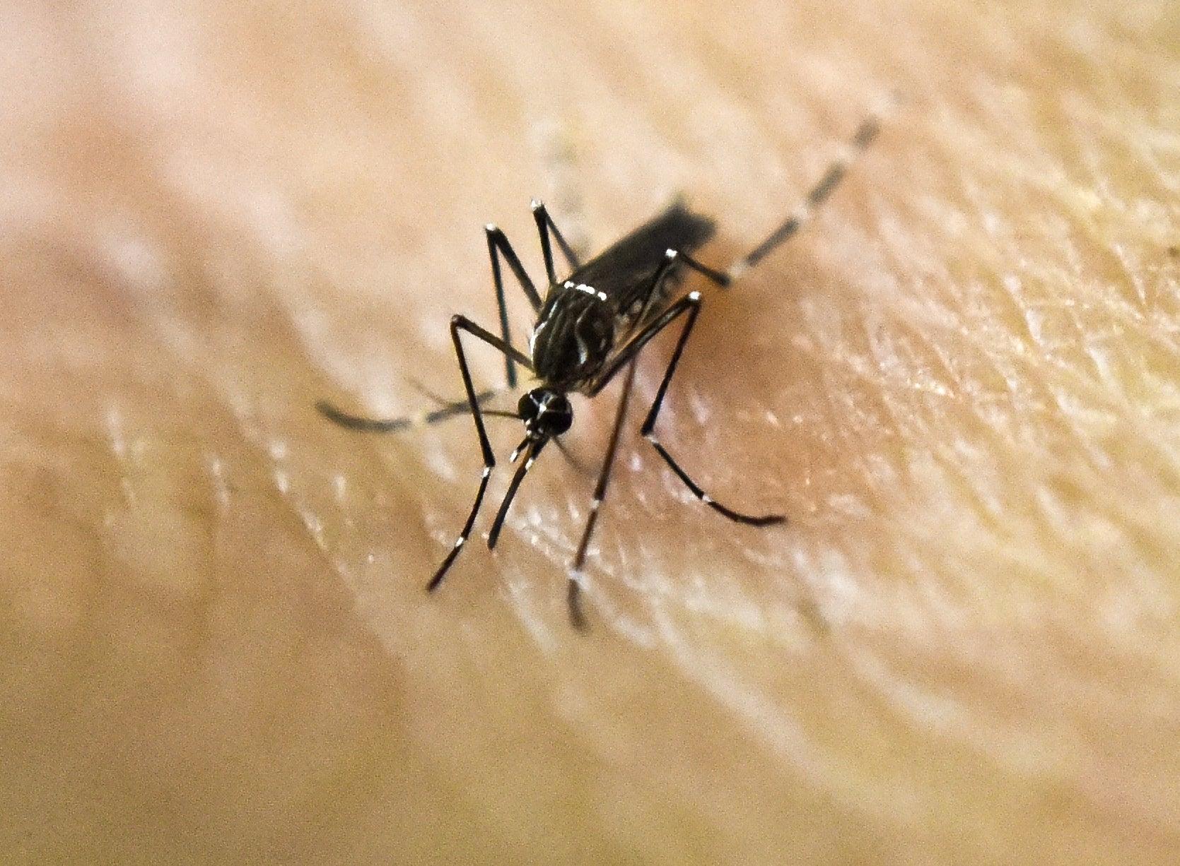 The Aedes Aegypti mosquito spreads Zika, dengue and yellow fever