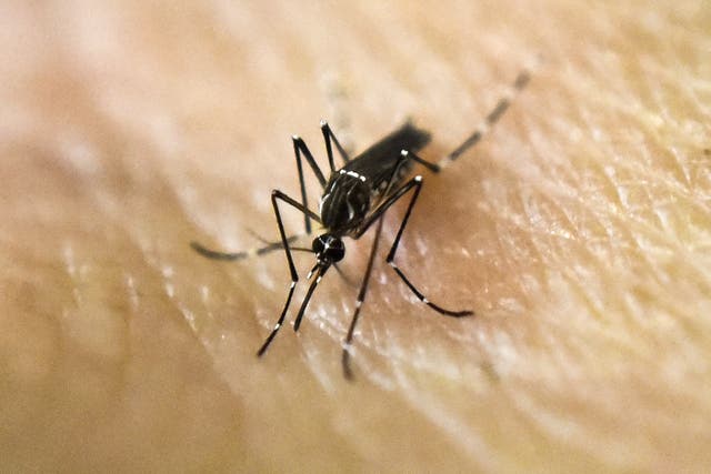 The Aedes Aegypti mosquito spreads Zika, dengue and yellow fever