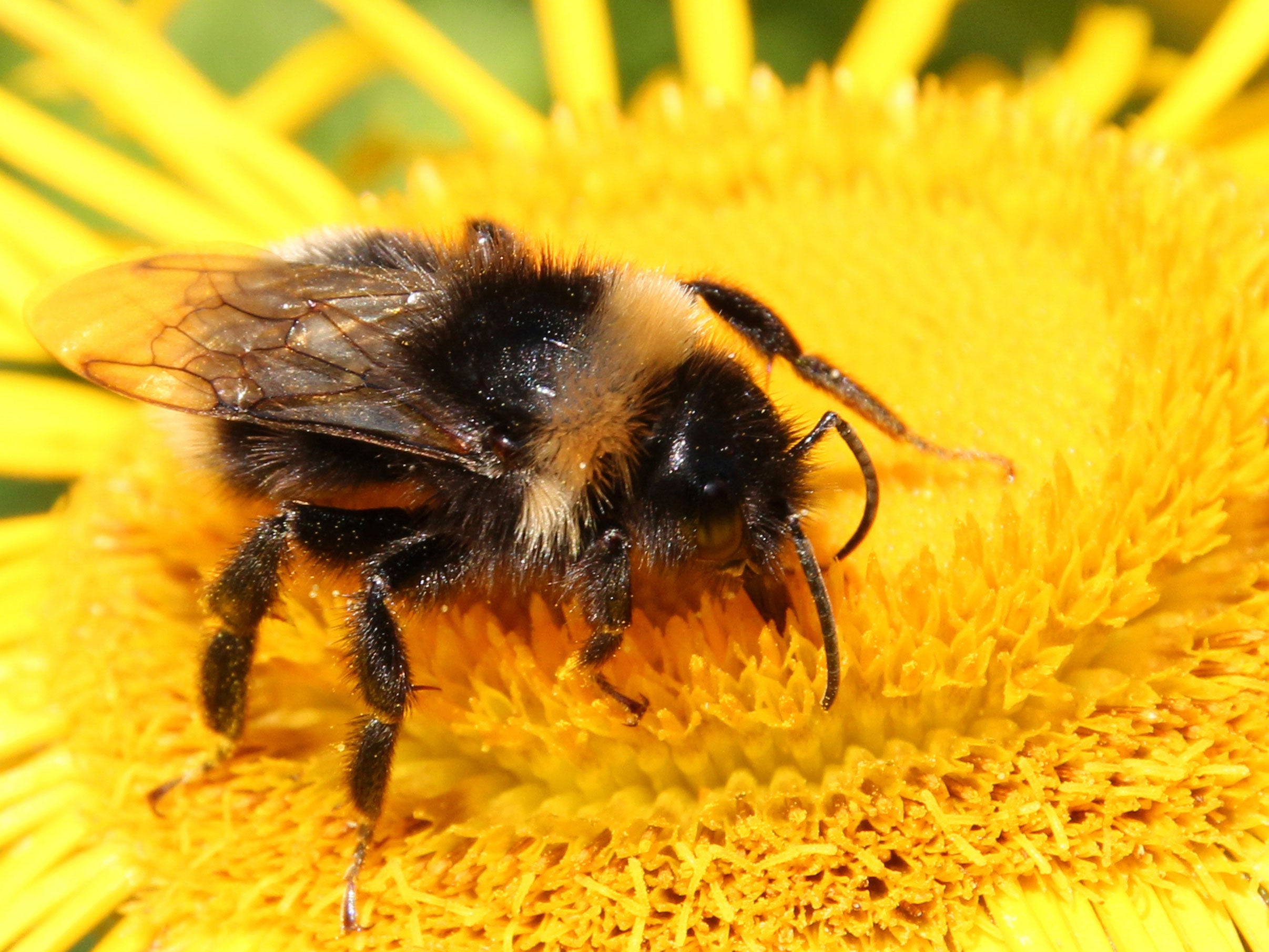 The decline in populations of buff-tailed bumblebees, which commonly feed on oilseed rape, was three times worse than species which stuck to other flowers