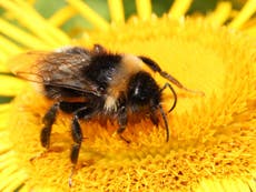 Bumblebees identify flowers by their scent, new research reveals