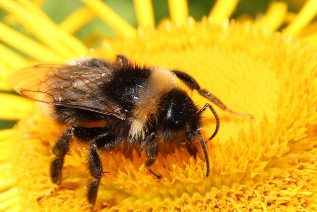 The decline in populations of buff-tailed bumblebees, which commonly feed on oilseed rape, was three times worse than species which stuck to other flowers