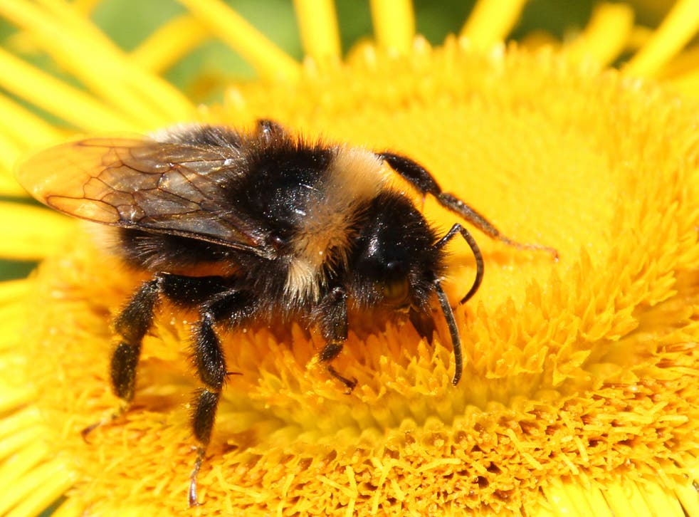 Buzz and feed. Bumblebees know where they're going, say scientists