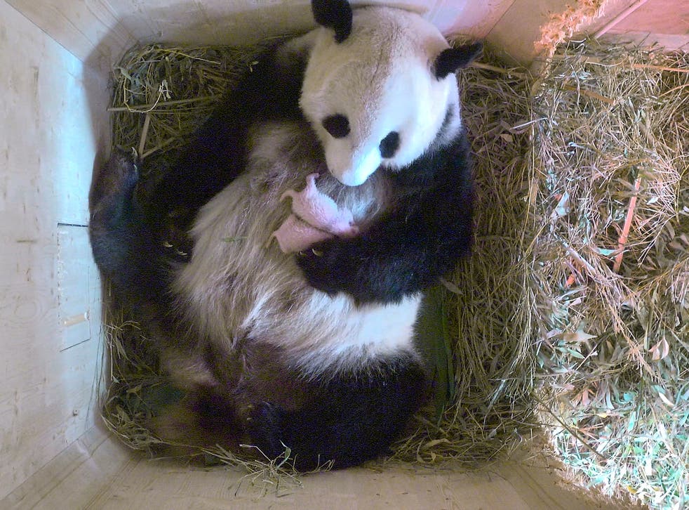 Giant Panda Unexpectedly Gives Birth To Twin Cubs At Vienna Zoo The Independent The Independent