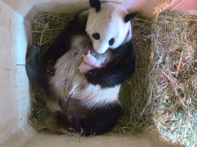 Yang Yang the panda cradles her new cubs