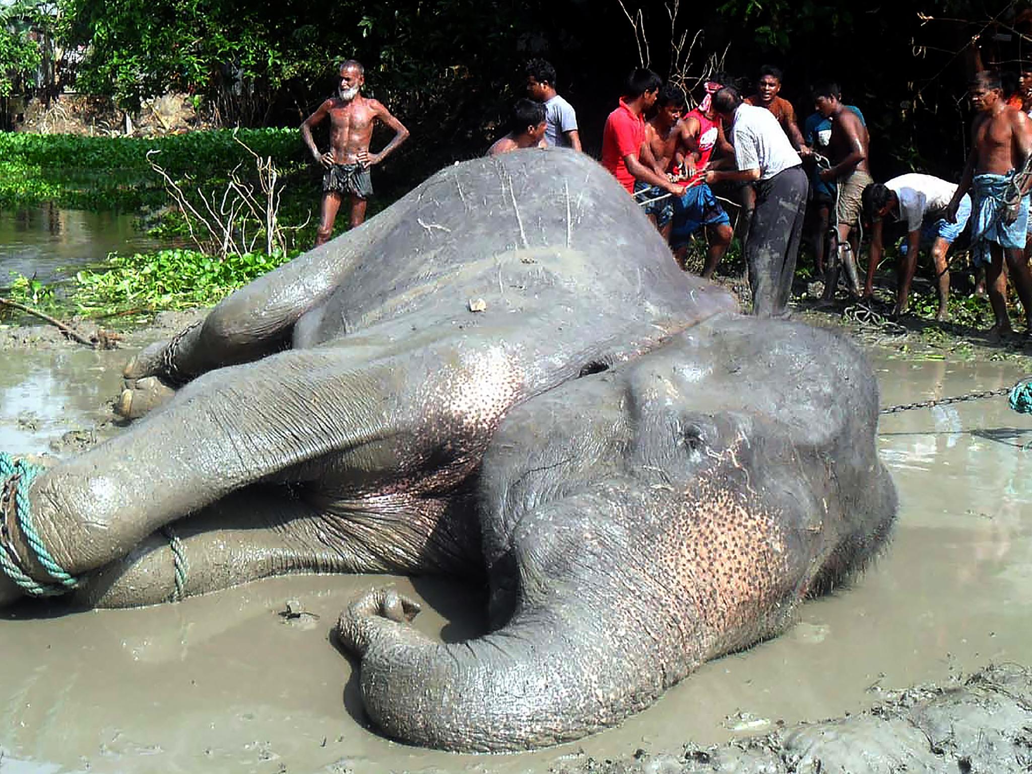 The tranquillised female elephant lies on the ground after being pulled from a pond by Bangladesh forest officials and villagers in the Jamalpur district