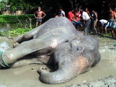 Elephant dies after 1,000-mile journey to escape monsoon floods