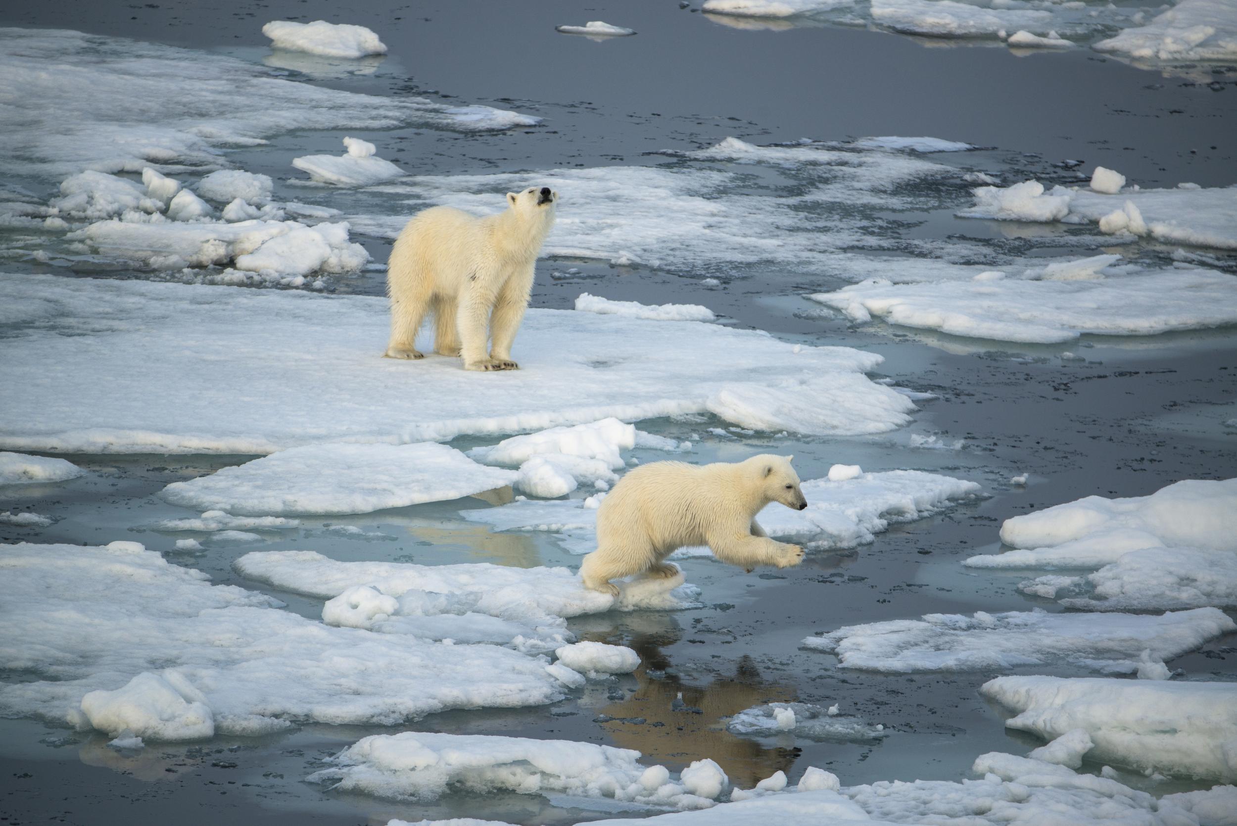 Polar bears can be spotted on an Arctic cruise