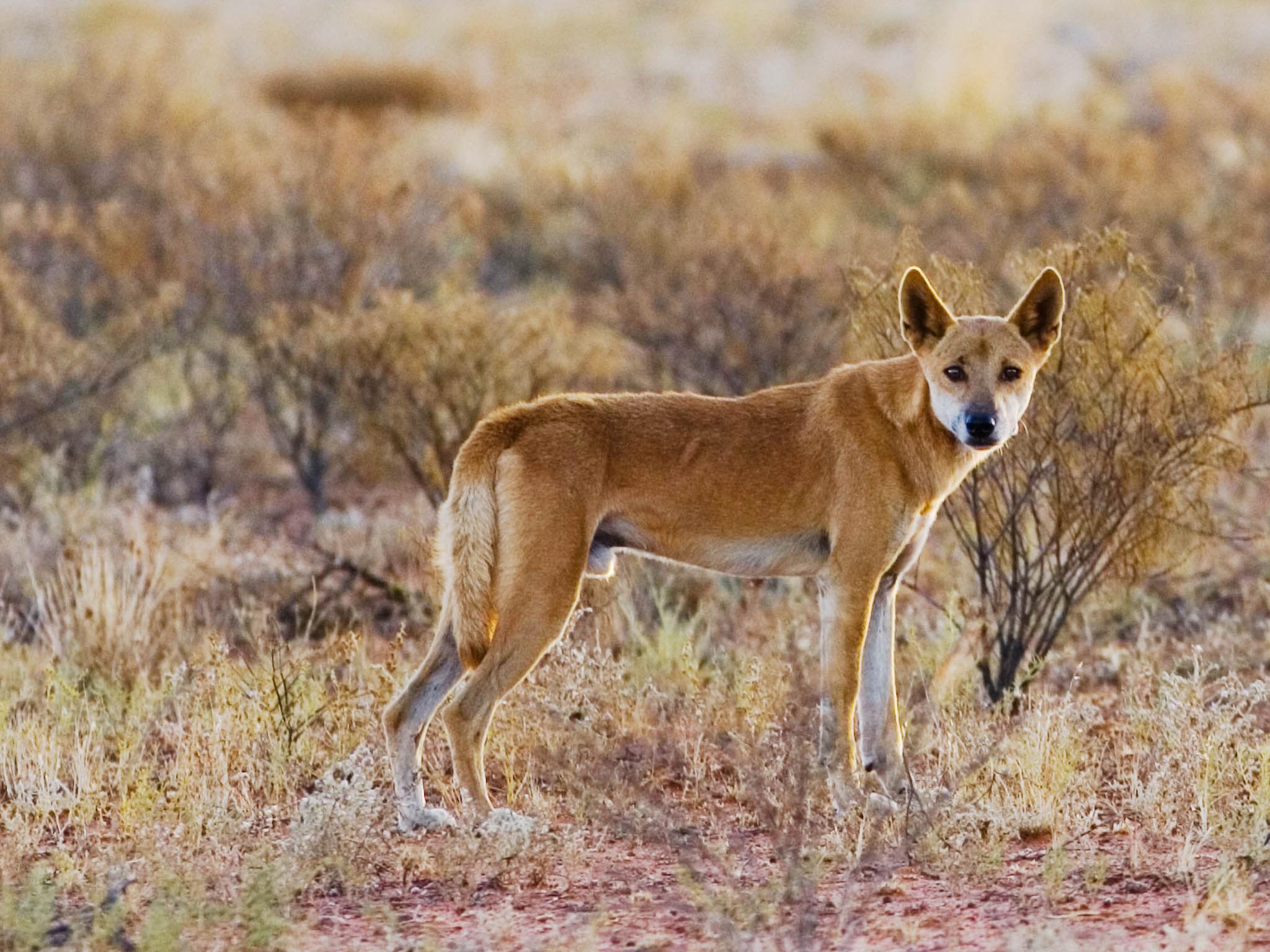 Dr Ben Allen believes cross-breed dingos are having a negative impact on local sheep rearing