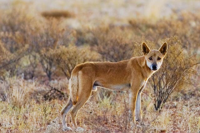Dr Ben Allen believes cross-breed dingos are having a negative impact on local sheep rearing