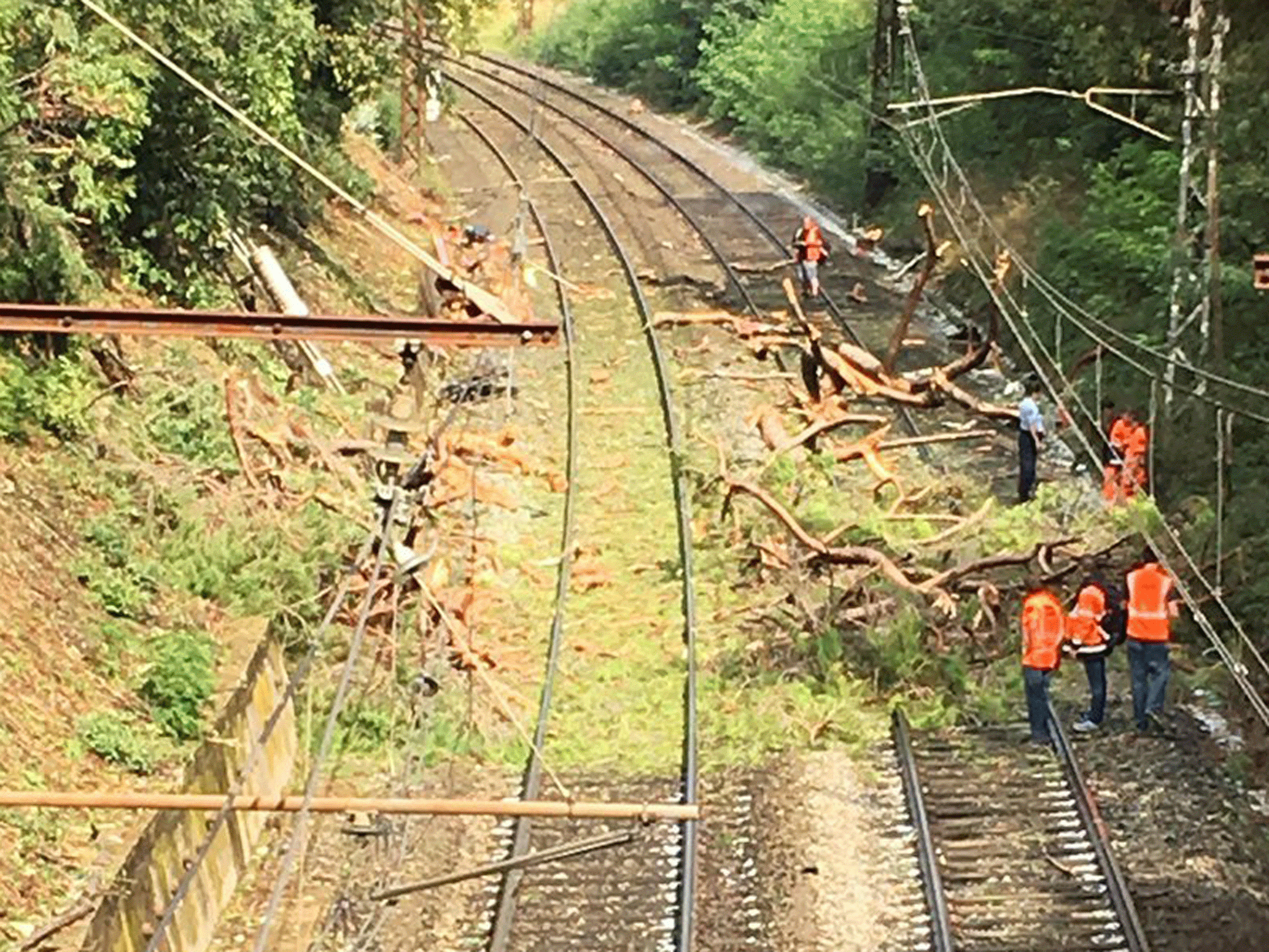 The train crashed into a tree that had fallen onto the tracks