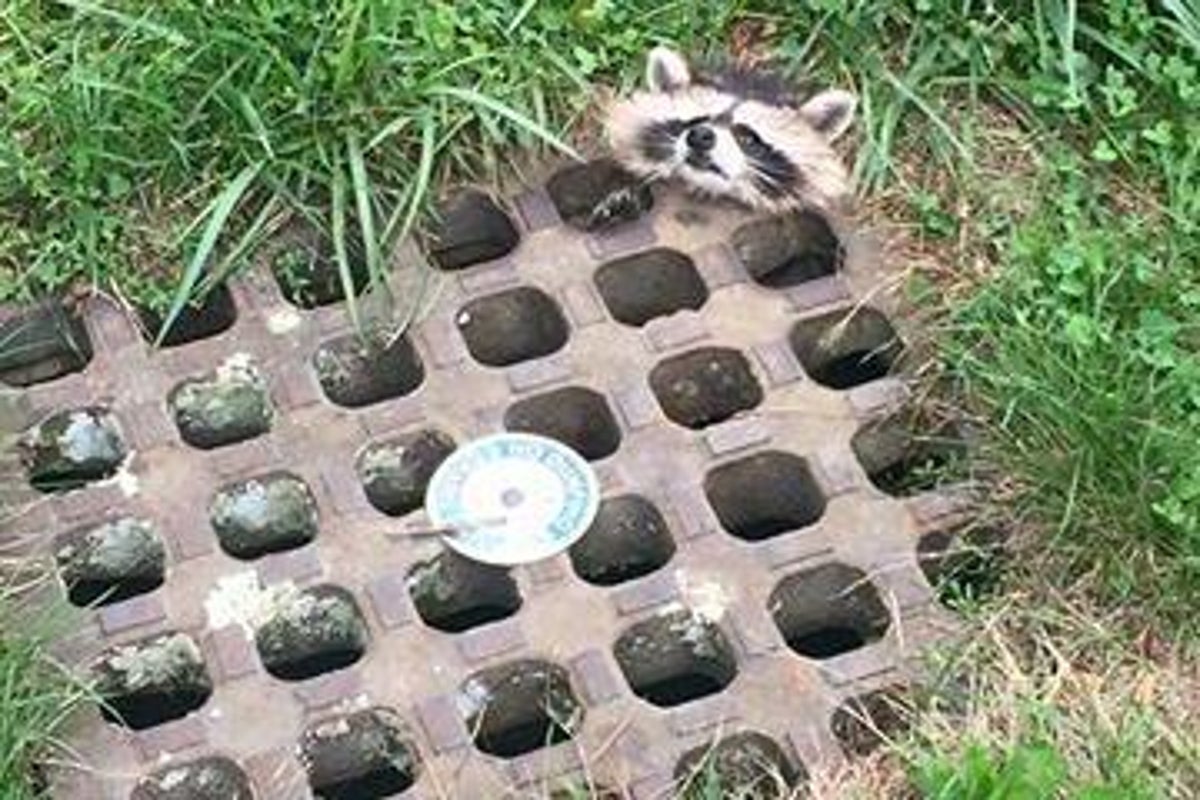 Police rescue raccoon stuck tight in drain using grease and a gentle ...