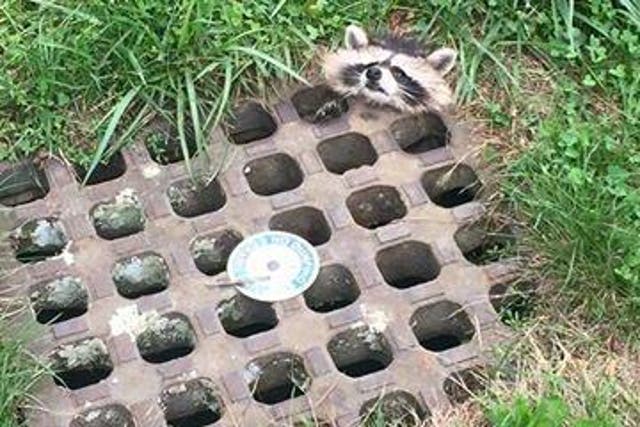 A raccoon well and truly stuck in a drain in Northampton, Massachussets