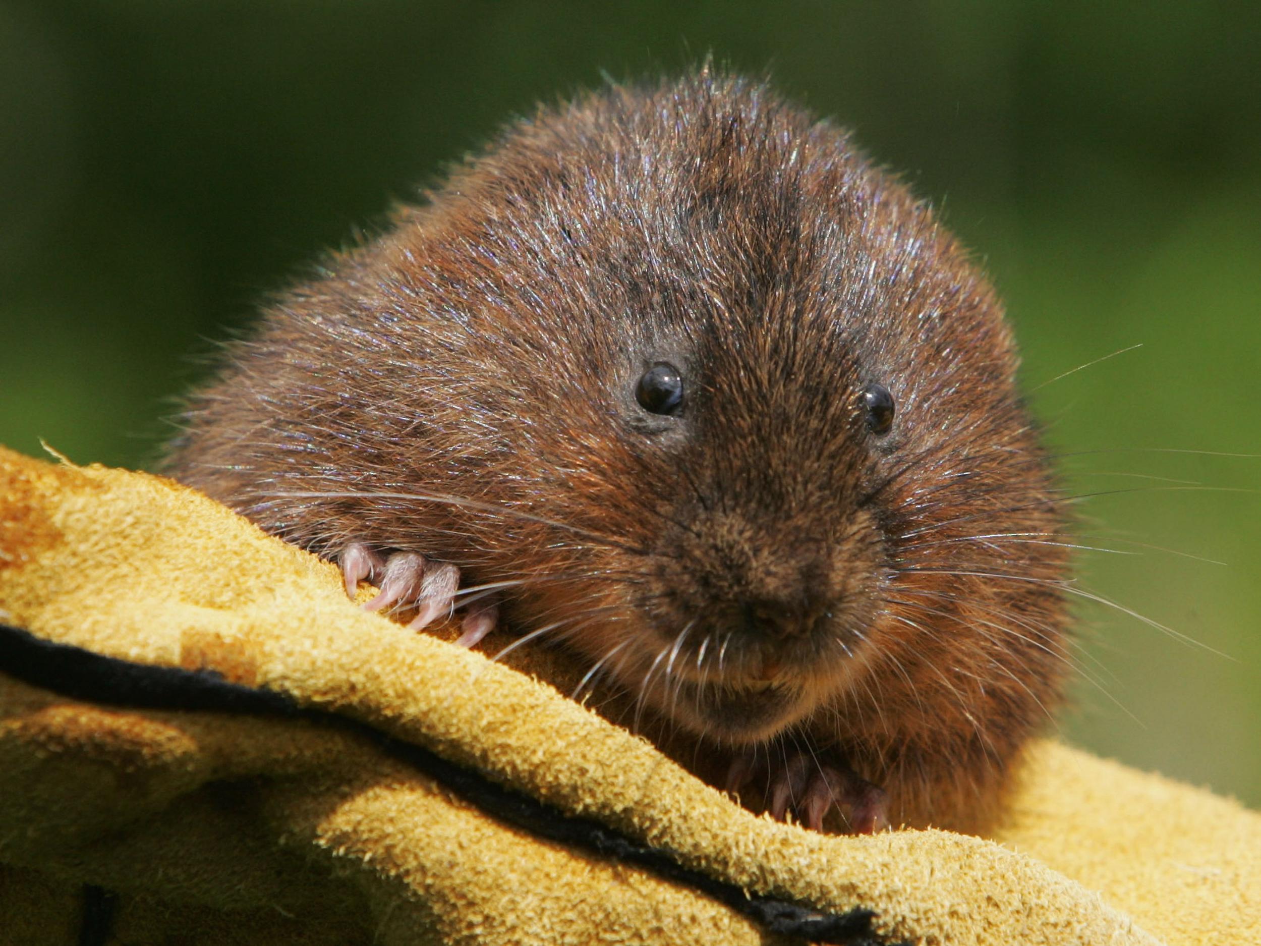 A single mink can eliminate an entire water vole colony