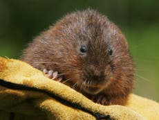 Water voles to be released into British lake in 'biggest ever attempt' to save endangered animal