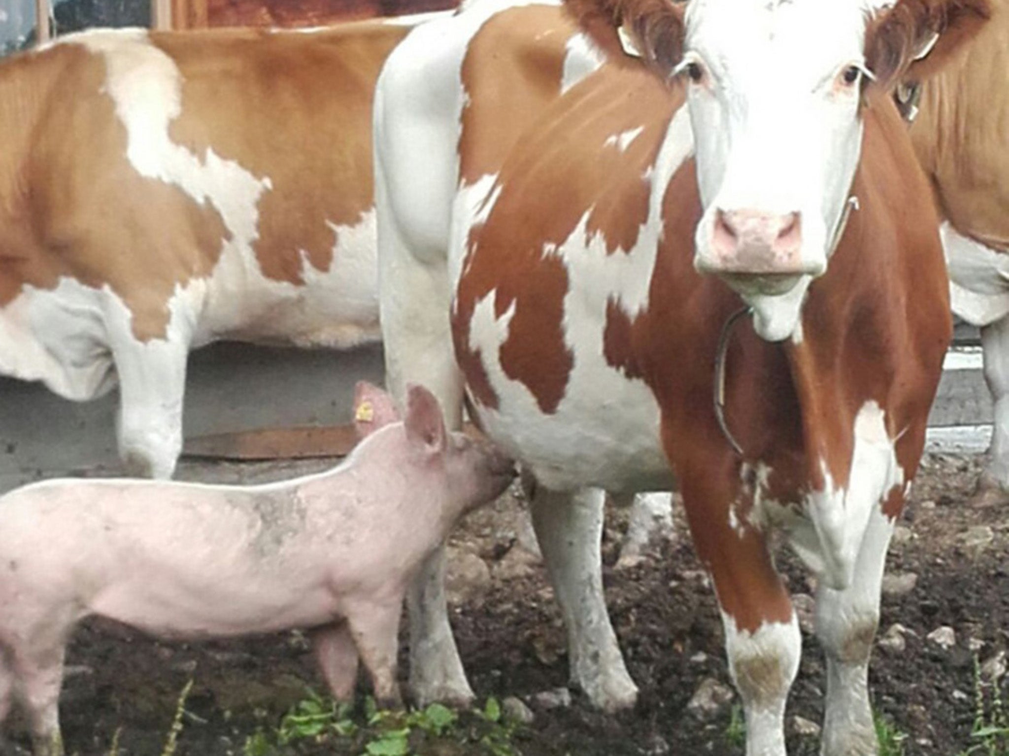 Pigs caught drinking milk from cow on Austrian farm | The Independent | The  Independent