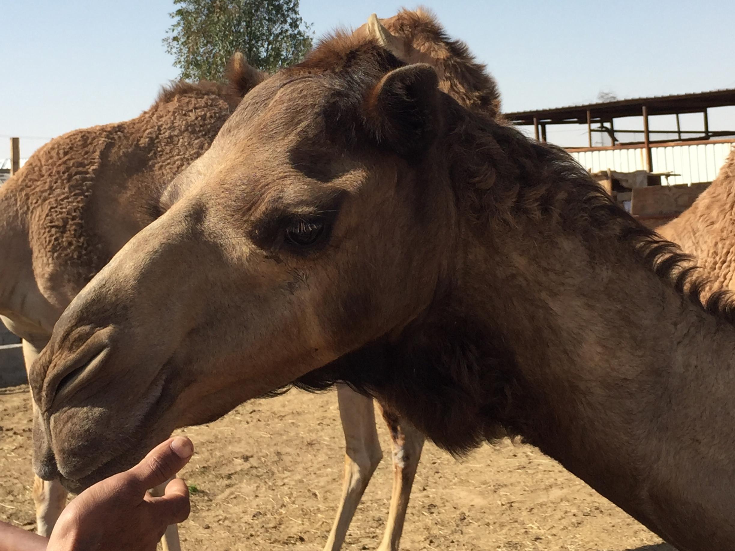 Humans got the MERS virus from camels and the common cold too