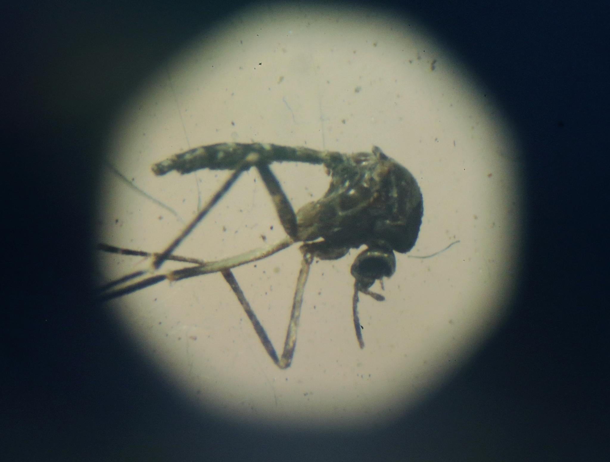 The Aedes aegypti mosquito, which transmits both Zika and dengue fever