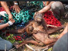 Orangutans face extinction within 10 years, animal charity warns