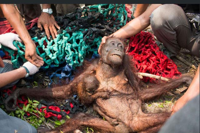 An emaciated orangutan and her child – named Mama Anti and Baby Anti – are rescued by volunteers