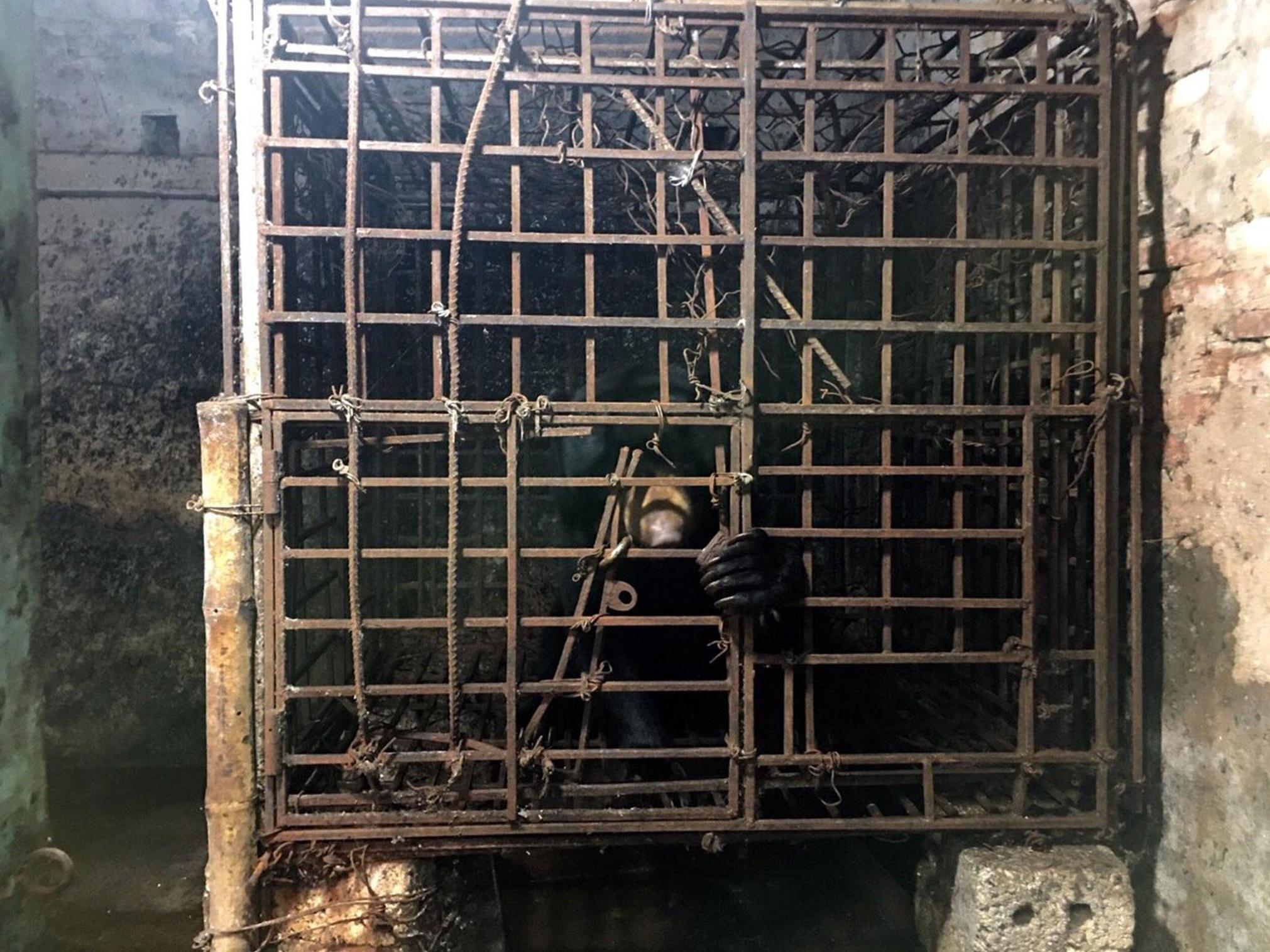 Bear held captive in cage since birth freed by campaigners 