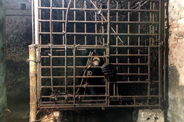 Farmed bears in China and Vietnam are kept for their whole lives in cages