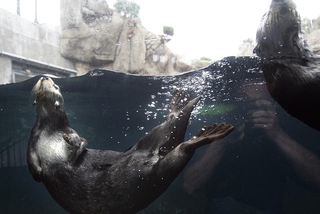 Otters rarely attack humans, but can be territorial