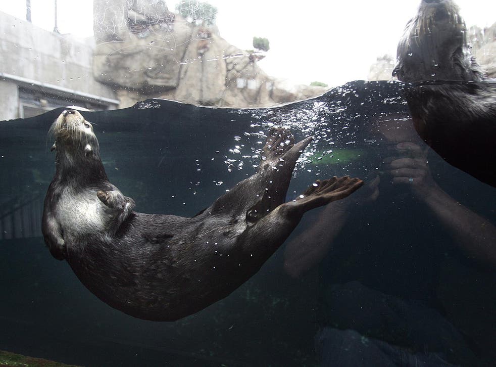Otter Family Attack Two Teenage Boys Swimming In California Lake The Independent The Independent Otter Family Attack Two Teenage Boys Swimming In California Lake The Independent The Independent