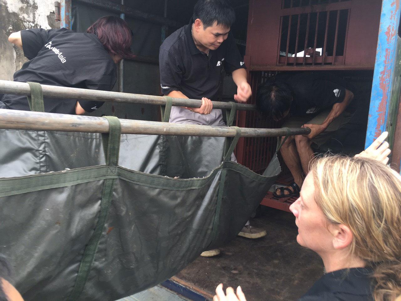 Rescue workers prepare Annemarie for transportation (Animals Asia/Flickr )