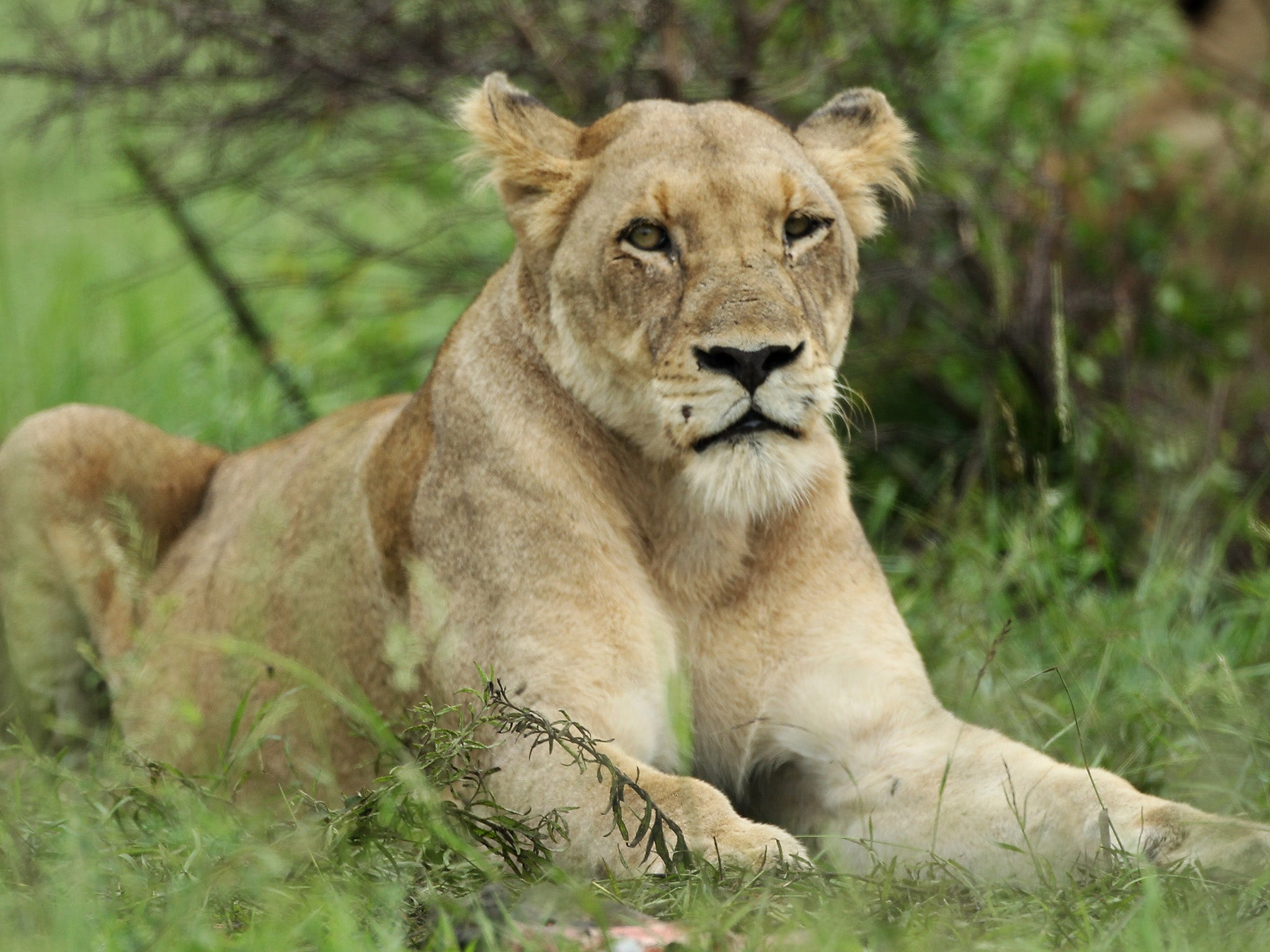 Three females and eight cubs were poisoned in Uganda